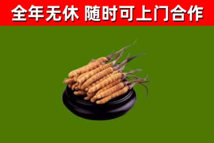 青山烟酒回收冬虫夏草.jpg