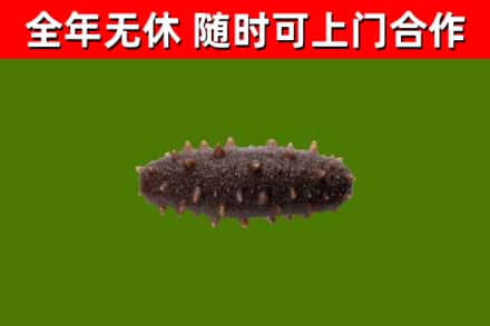 青山烟酒回收干海参.jpg